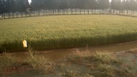 Jurong - Tierras de cultivo