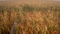 Shangqiu - Liangyuan - Tierras de cultivo