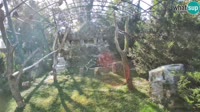 Zagabria - Zoo - avvoltoi grifoni