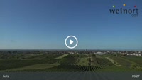 Gols - Vigneto