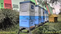 Apiary