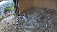 Schüttorf - Peregrine Falcon