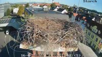 Gleisdorf - Storks
