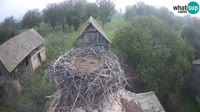 Jasenovac - Lonjsko polje - Cicogne