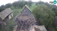 Jasenovac - Lonjsko Polje - Bociany