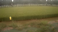 Jurong - Pola uprawne