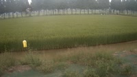 Jurong - Pola uprawne