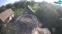 Jasenovac - Lonjsko polje - Storks
