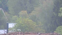 Grafenau - Storks