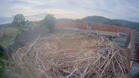 Tillmitsch - Storks