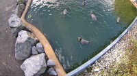 Hofgeismar - Sababurg Zoo - Humboldt penguins