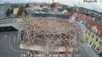 Gleisdorf - Storks