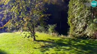 Miniatiūra