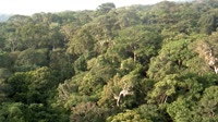 Riserva della biosfera di Yangambi