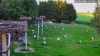 Kozubszczyzna - Bociani Azyl