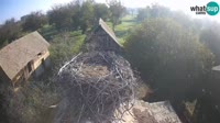 Jasenovac - Lonjsko polje - Cicogne
