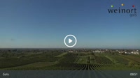 Gols - Vigneto