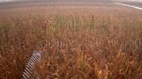 Shangqiu - Liangyuan - Terres agricoles