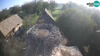 Jasenovac - Lonjsko Polje - Bociany