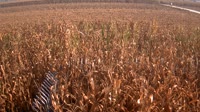 Shangqiu - Liangyuan - Terreno agricolo