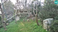 Zagreb - Zoo - Gänsegeier