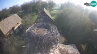 Jasenovac - Lonjsko polje - Gandrai