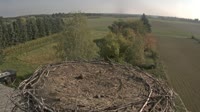 Fráncfort del Óder - Lossow - Cigüeñas