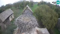 Jasenovac - Lonjsko polje - Cigüeñas