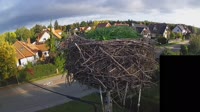 Störche