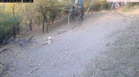 Veszprém - Mangiatoie per uccelli