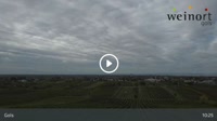 Gols - Viñedo
