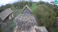 Jasenovac - Lonjsko polje - Cicogne
