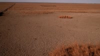 Parco nazionale di Doñana - Caño de Rosalimán
