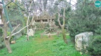 Zagabria - Zoo - avvoltoi grifoni