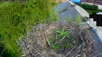 Kozubszczyzna - Storchennest auf einem Feld