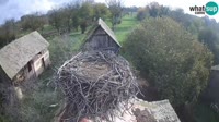 Jasenovac - Naturpark Lonjsko polje - Störche