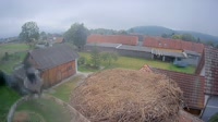 Tillmitsch - Störche