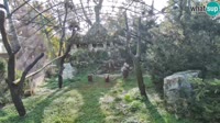 Zagreb - Zoo - Gänsegeier