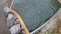 Hofgeismar - Zoo di Sababurg - Pinguini di Humboldt