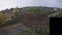 Cigognes
