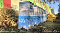 Apiary