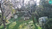 Zagrzeb - Zoo - Sępy płowe