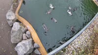 Hofgeismar - Zoo di Sababurg - Pinguini di Humboldt