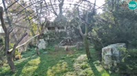 Zagabria - Zoo - avvoltoi grifoni