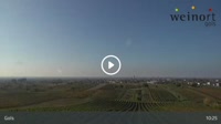 Gols - Vineyard