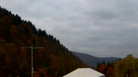 Palenica