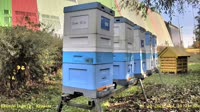 Apiary
