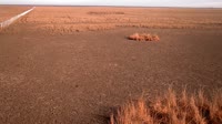 Parque nacional y natural de Doñana - Caño de Rosalimán