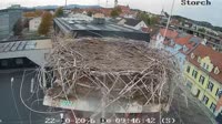 Gleisdorf - Storks