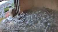 Schüttorf - Peregrine Falcon